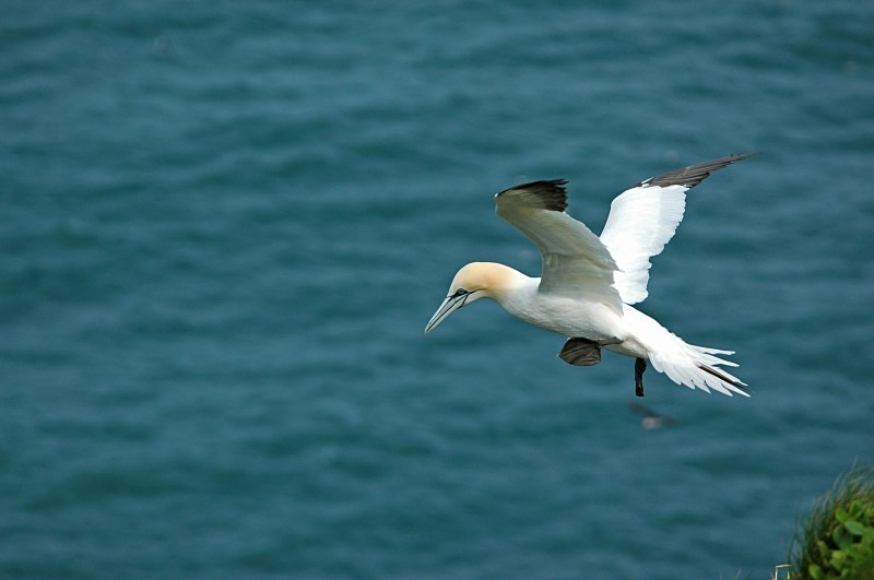 Gannet - Gannets