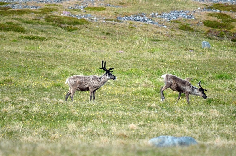 Reindeer - North Norway
