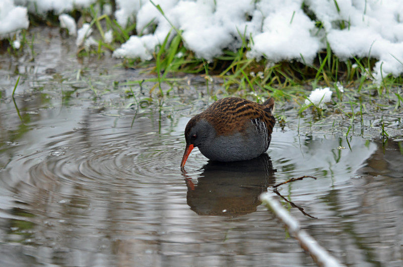 Water Rail - Crakes and rails