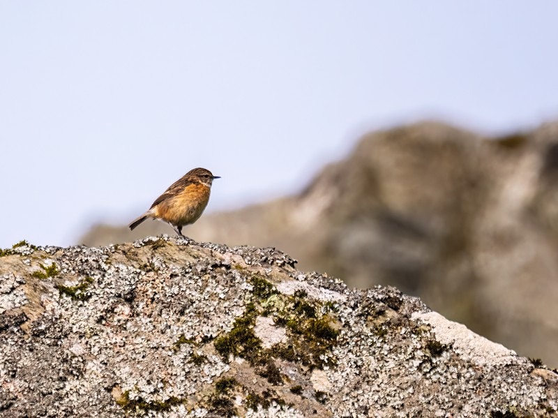 Stonechat - Chats