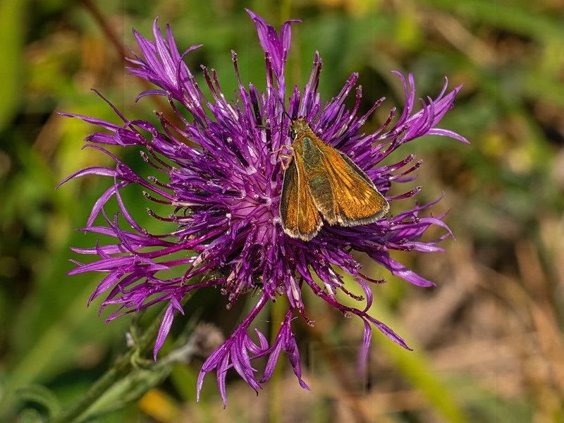Lulworth Skipper - Butterflies
