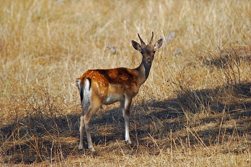 Fallow Deer - South and north west Spain - September 2010