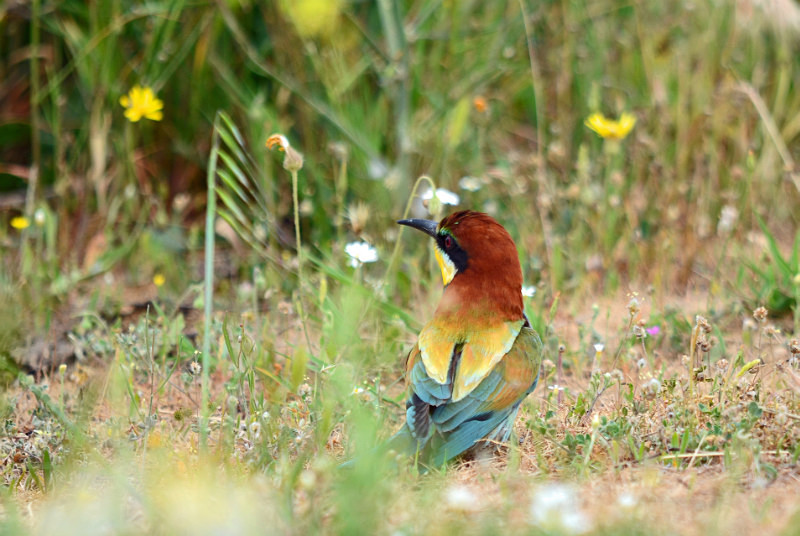 European Bee-eater - East Macedonia and Thrace