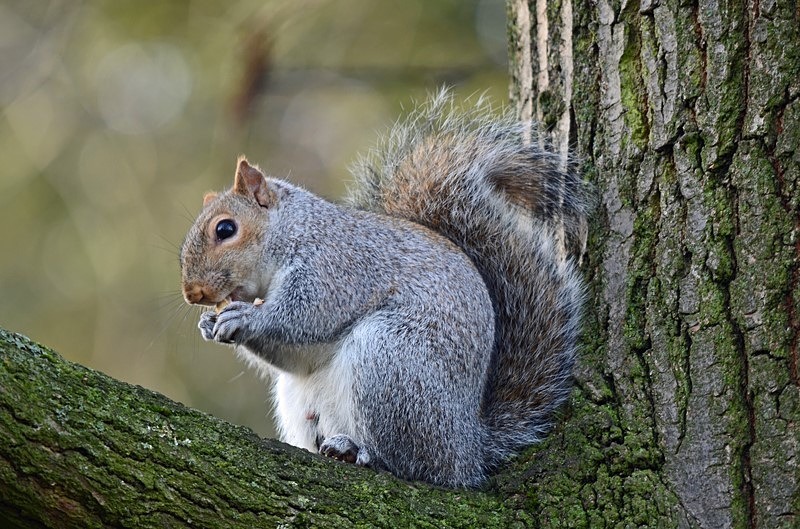 Grey Squirrel - Grey Squirrels