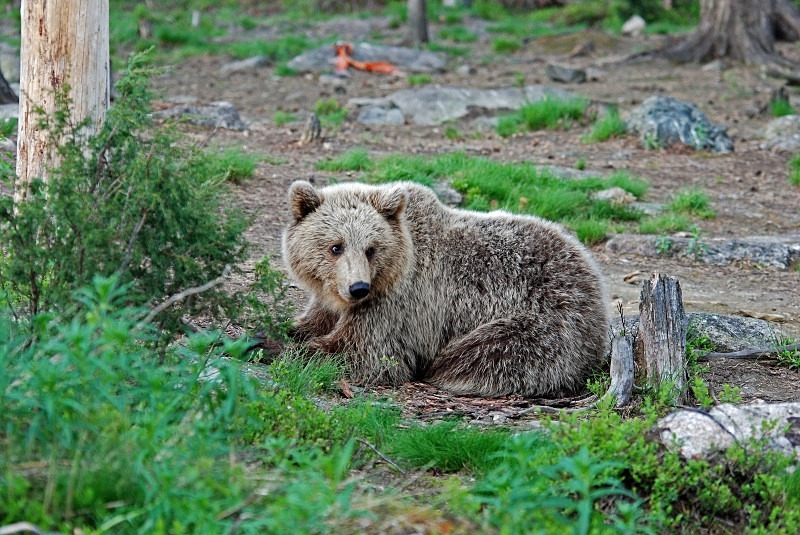 Brown Bear - North Finland and north Norway - May and June 2009