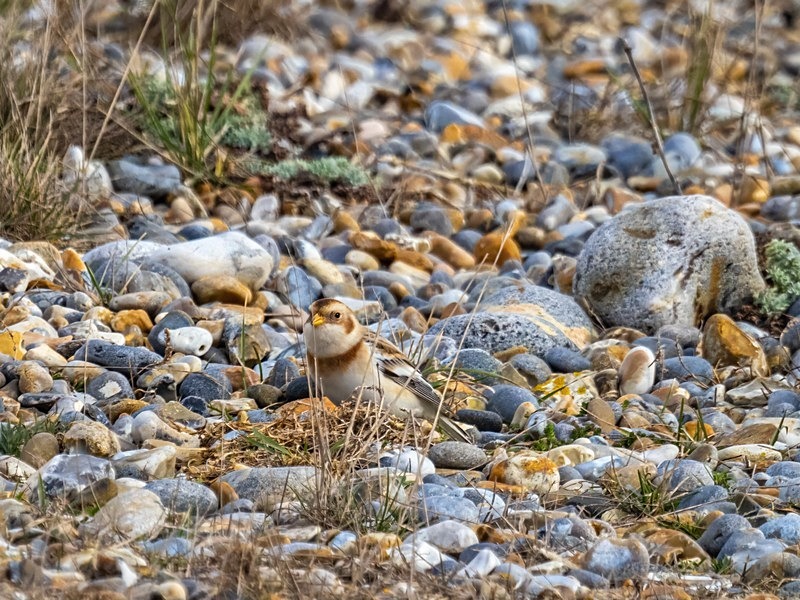 Snow Bunting - Buntings