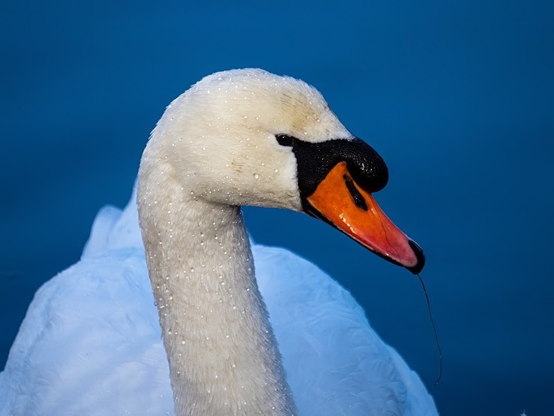 Mute Swan - Mute Swans