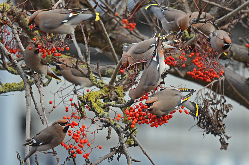 Waxwings - Waxwings