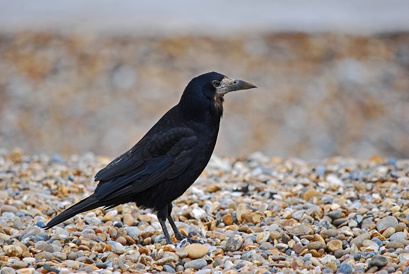 Rook - Crows