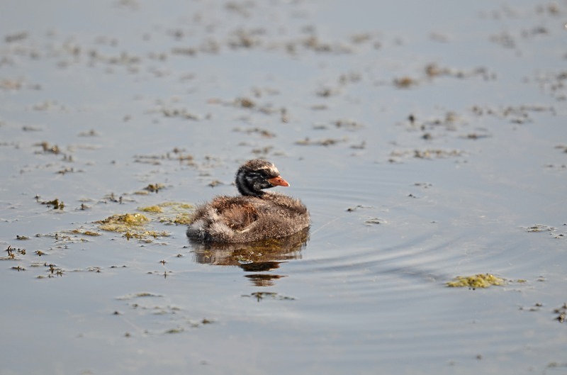 Little Grebe chick - Grebes