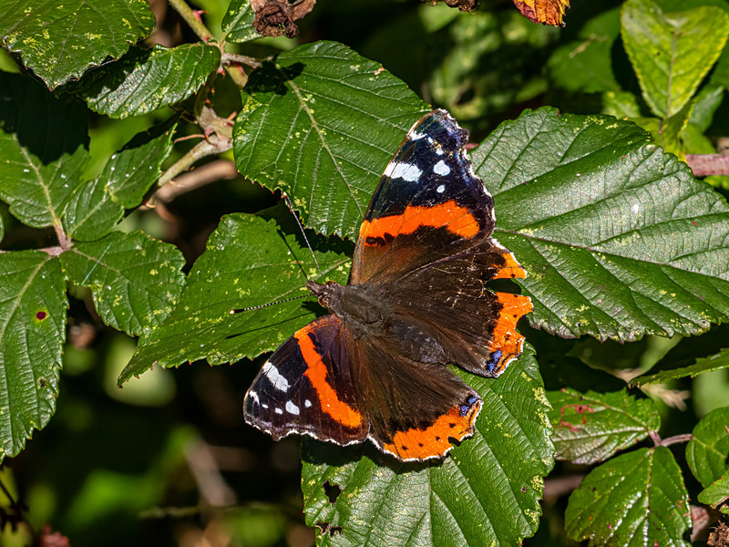 Red Admiral - Latest photos