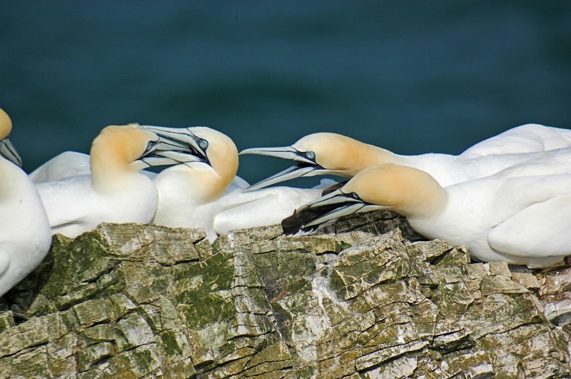 Gannets - Gannets