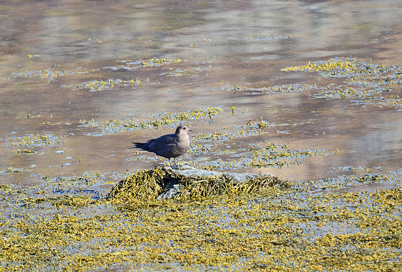 Arctic Skua - Westfjords