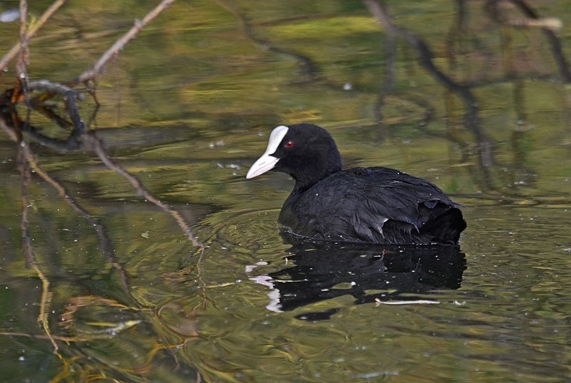 Coot - Crakes and rails