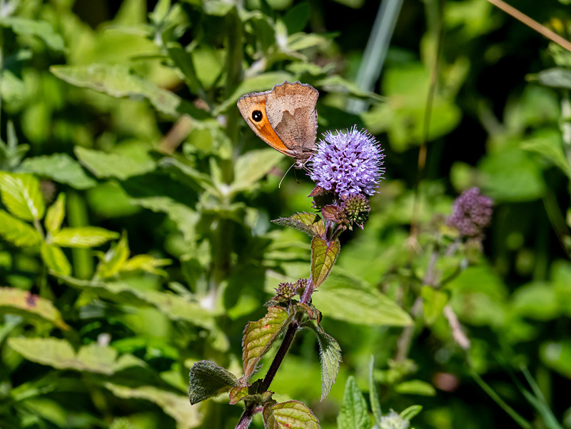 Gatekeeper - Latest photos