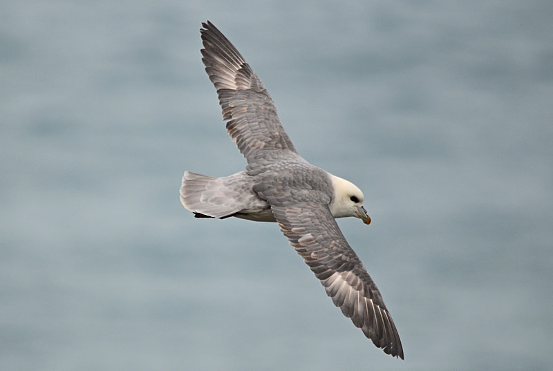 Fulmar - North east Iceland