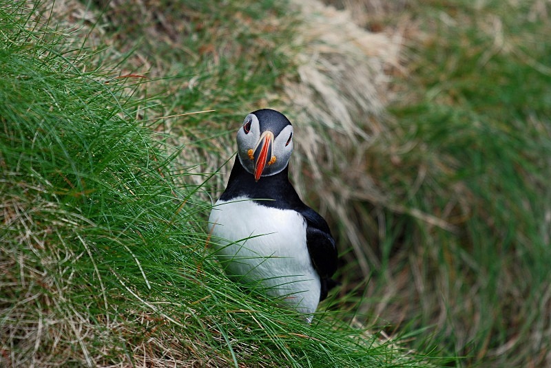 Puffin - Puffins