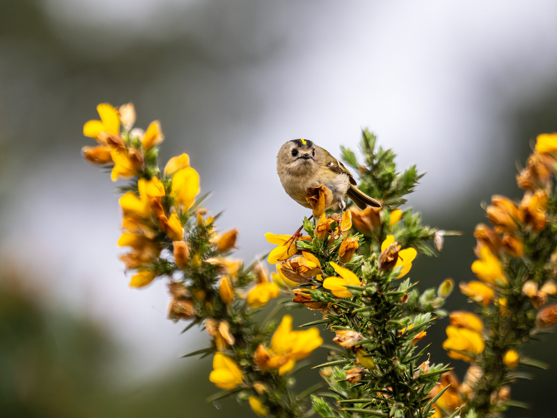 Goldcrest - Latest photos