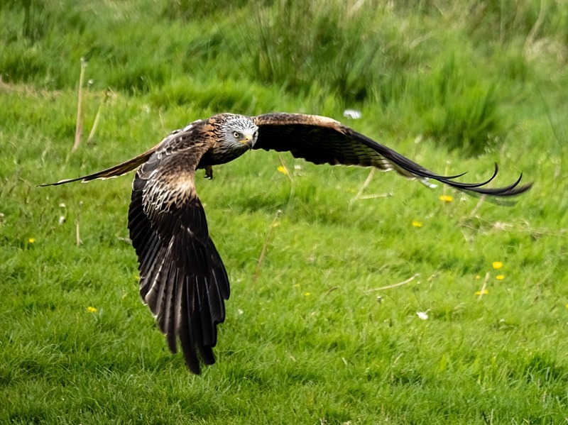 Red Kite - Birds of prey