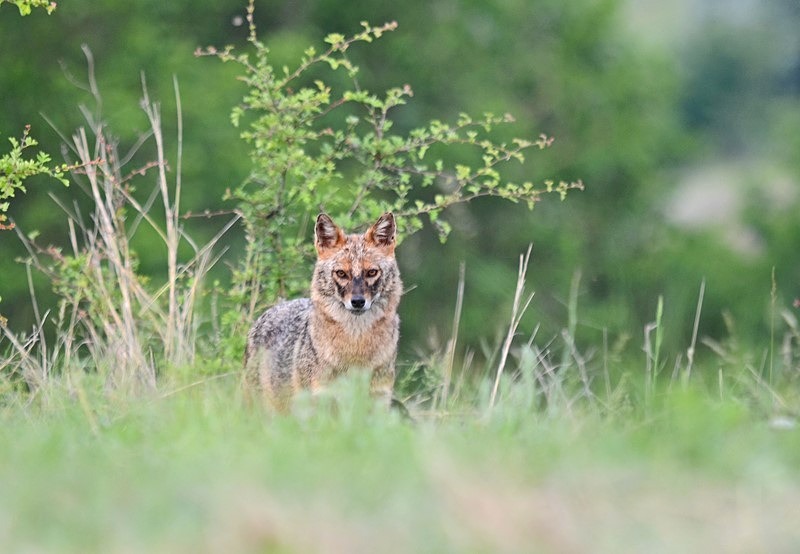 Golden Jackal - Bulgaria