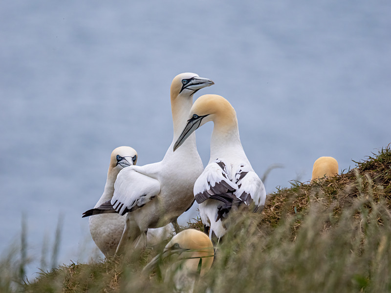 Gannets - Latest photos