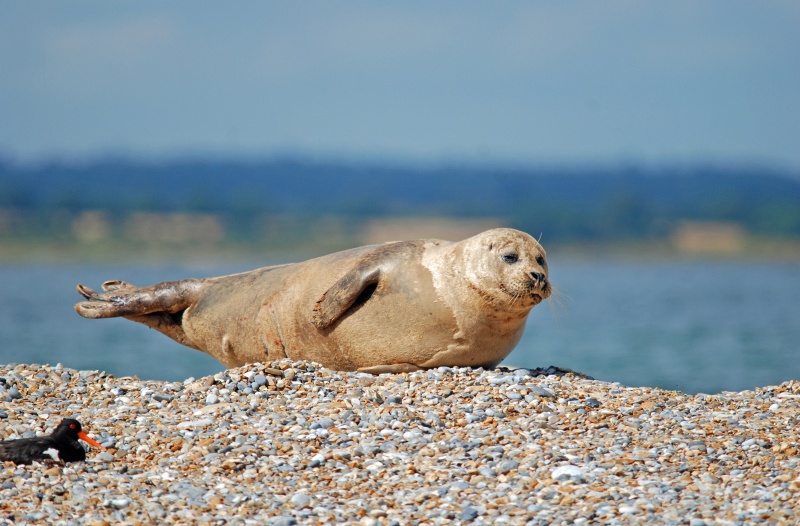 Common Seal - Common Seals