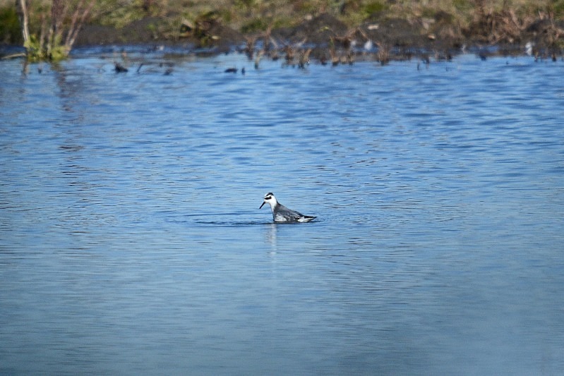 Grey Phalarope - Phalaropes