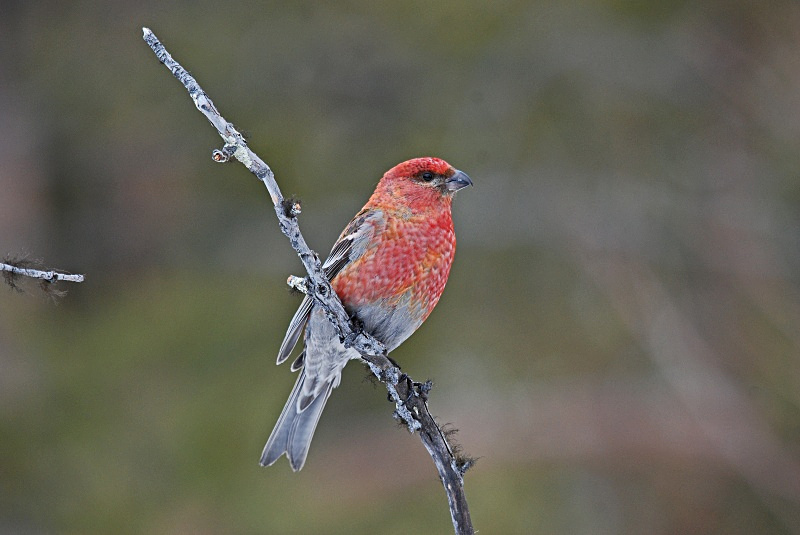 Pine Grosbeak - Finland