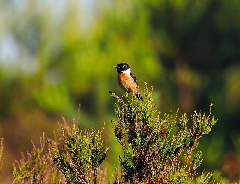 Stonechat - Chats