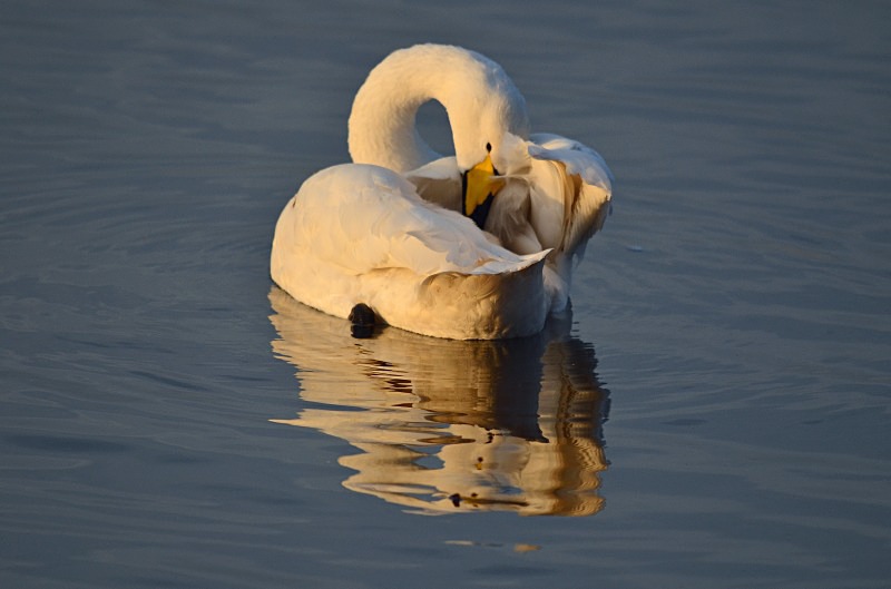 Whooper Swan - Whooper and Bewick's Swans
