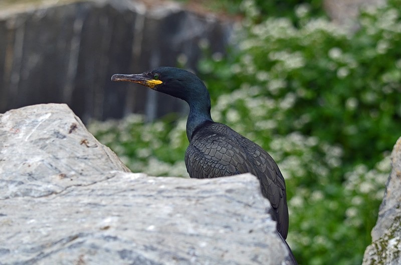Shag - North Norway