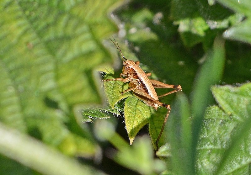 Roesel’s Bush-cricket - Insects, beetles, spiders, etc.