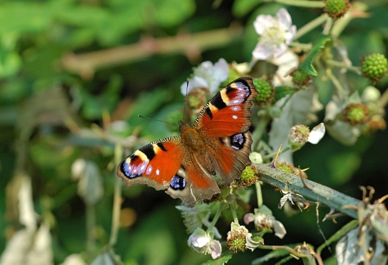 Peacock - Butterflies
