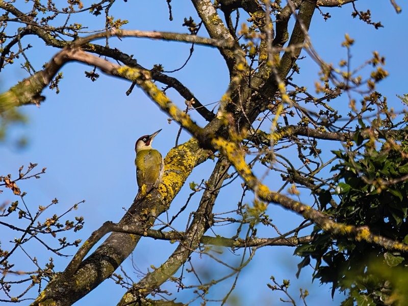 Green Woodpecker - Woodpeckers