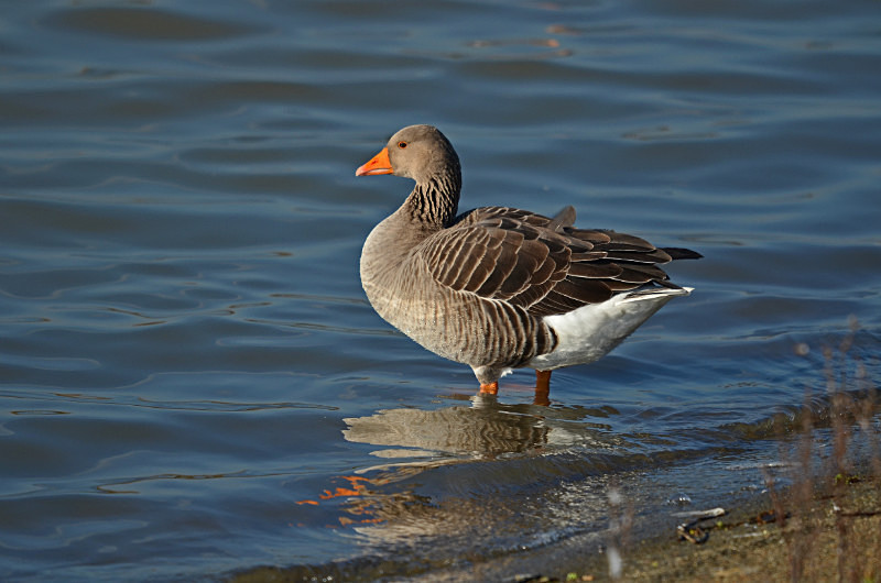 Greylag Goose - Grey geese