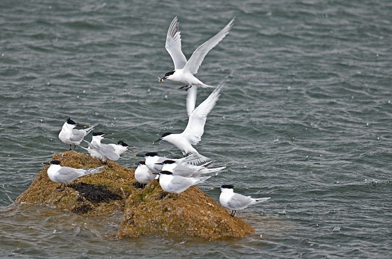 Sandwich Terns - Terns