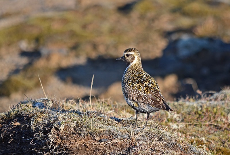 Golden Plover - Snæfellsnes peninsula