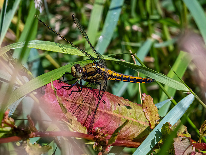 Black-tailed Skimmer - Latest photos
