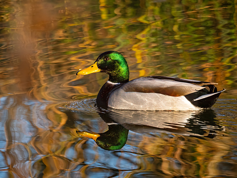 Male Mallard - Latest photos