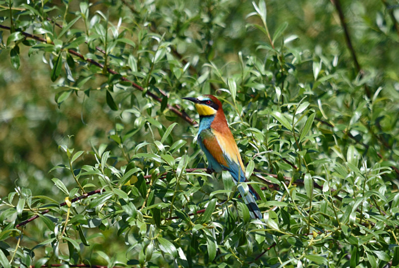European Bee-eater - West Macedonia