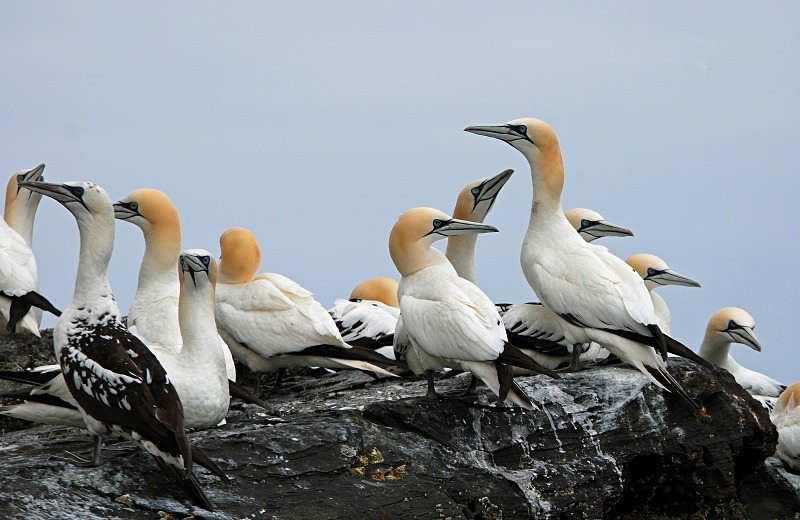 Gannets - Gannets