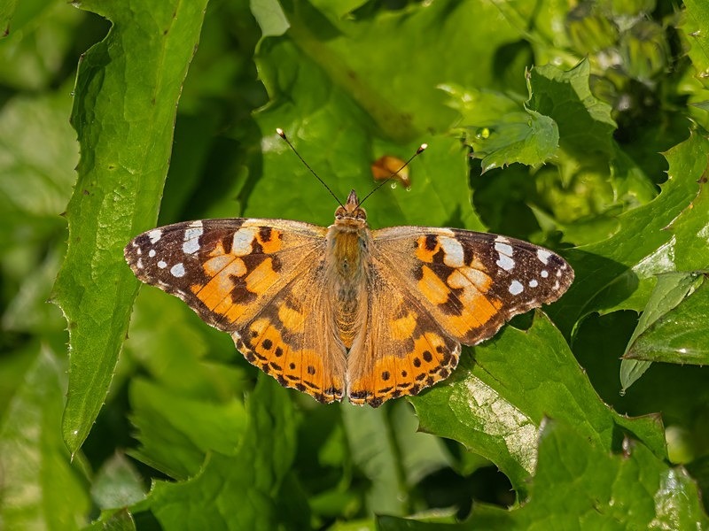 Painted Lady - Butterflies