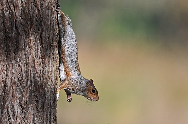October 2012 - Grey Squirrel - Photos of the month