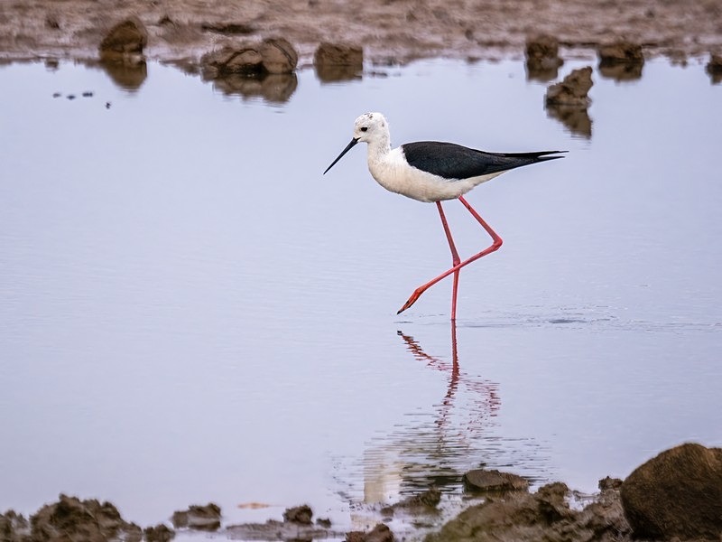 Black-winged Stilt - Avocets and stilts