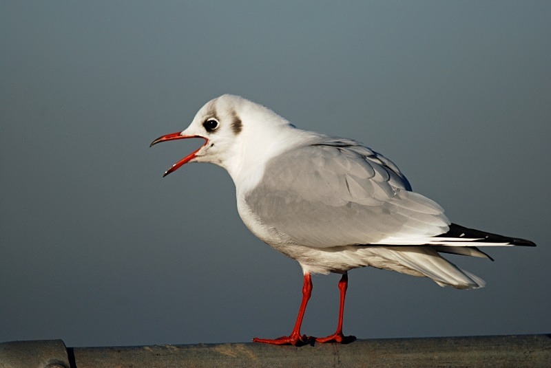 Black-headed Gull - Gulls