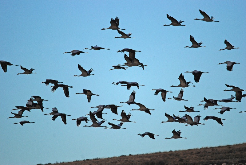 Common Cranes - Aragon