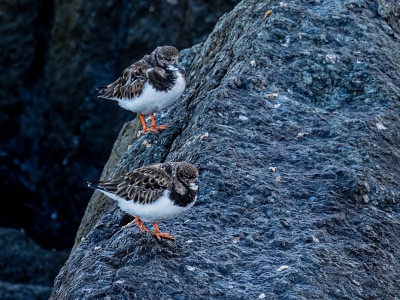 Turnstones - Sandpipers