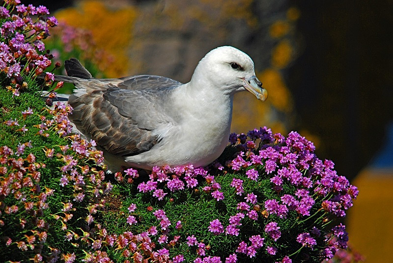 June 2010 - Fulmar - Photos of the month