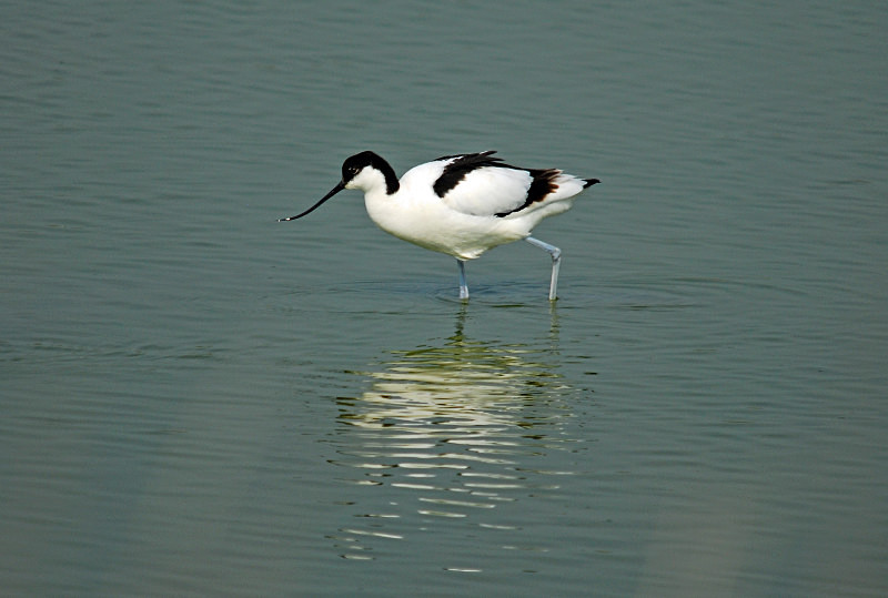 Avocet - Avocets and stilts