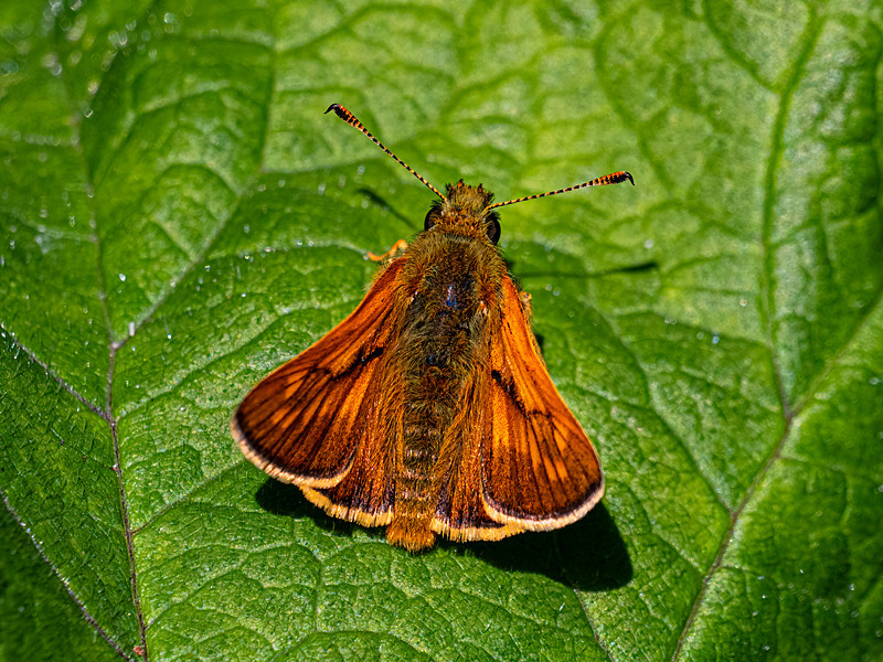 Large Skipper - Latest photos